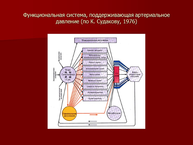 Функциональная система, поддерживающая артериальное давление (по К. Судакову, 1976)